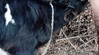 The calf is drinking milk #cow #milk