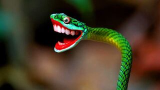 Viral snakes footage