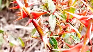 Turkish thromy plants