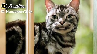 Funny bunjabi cat
