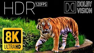 8K HDR 60fps | Dolby Vision Demo in / TIGER 8k HDR Video || africa amazon 8k video