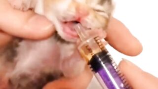 Baby cat