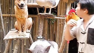 گھر میں کیا پال رکھا واہ جی واہ