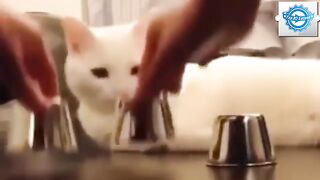 smart and funny cat