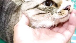 A cat running around in a hospital