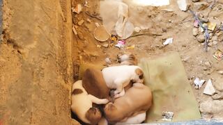 To much cute puppies????