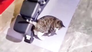 Cat has taken subliminal