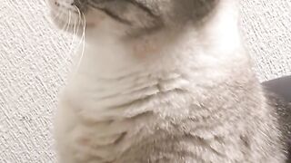 The cat that can use the toilet