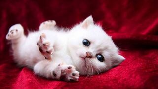Funny Cats Videos ????????