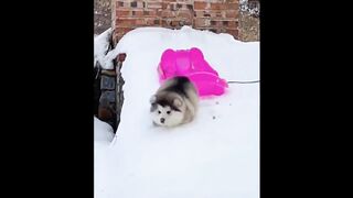 cute baby animal