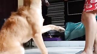 Train Dog