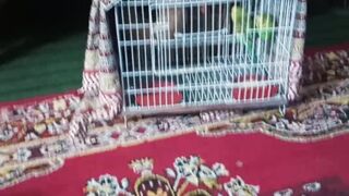 Parrot ????