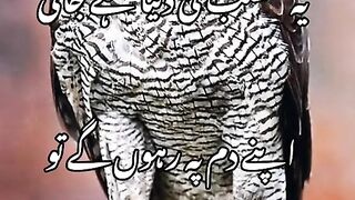 Ya matlaab ki dunnia hai janni poetry