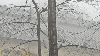 Белка во дворе