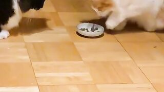 So funny cats