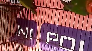 love birds