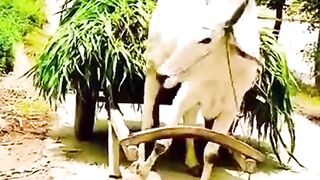 new tiktok video