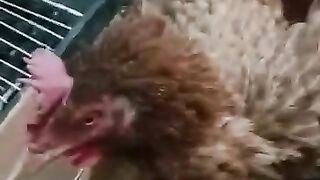 hen hatch egg