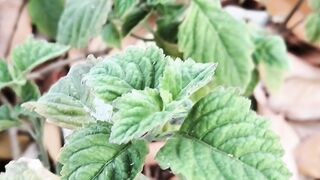 This is nilam, Cosmetics and Perfume Industry: Produces patchouli oil, which acts as a fixative to prevent the fragrance from evaporating too quickly.