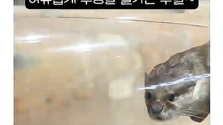 [1.9억뷰] 손 주고 닭고기 받는 손쉬운 사냥법ㅋㅋ