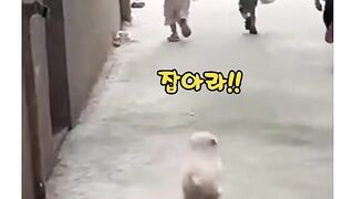 세상에서 가장 무서운 골목대장 ㅋㅋ