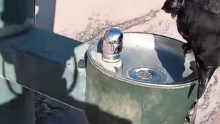 A Thirsty Crow 2