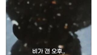 비오는 날, 눈오는 날, 맑은 날 수다냥의 산책일기 ㅋㅋ