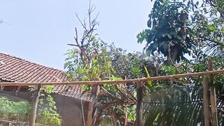 Panas 2