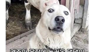 난생처음 목장에서 공포를 체험한 댕댕이 ㅋㅋ