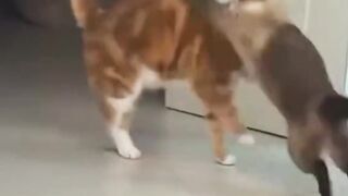 Funny Cat 96
