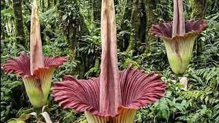 Rafflesia — Giant Flower in Indonesian Rainforest ✨