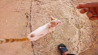 Homeless Cat Family Reunion: Sweet Stray Brings Her Friends