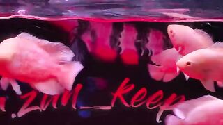 Ikan aquarium
