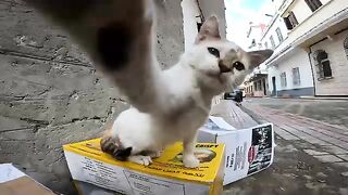 A poor pregnant cat gets angry when someone touches her ear. 2