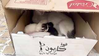 The mother cat nurses her five kittens even though she is hungry. 2