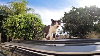 A cute cat lying on top of a car, showing affection and making soft meows. 2