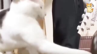 Try Not To Laugh  Funniest Cats Caught on Camera 2
