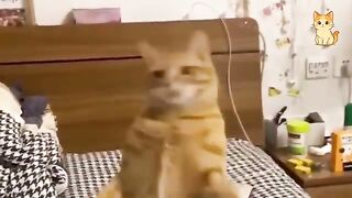 Funny Cats Compilation 2026🐈| TRY NOT TO LAUGH – Hilarious Cat Moments You Can’t Ignore