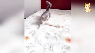 Best Cat Moments 🐈 | TRY NOT TO LAUGH – FUNNY Cat FAILS Compilation