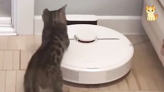 Funniest Cat Videos The Most Dramatic Cats You’ll Ever See