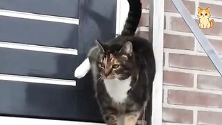 Funny Cat Moments  Hilarious Cats That Will Make You Laugh and Relax