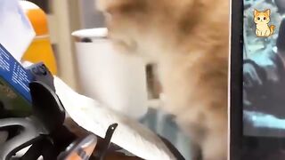 Funniest Cat Videos  Hilarious Cats Acting Weird Caught On Camera