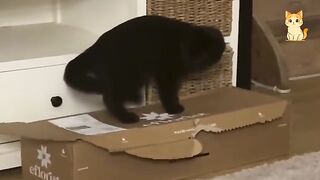 Best Cat Videos  The Funniest Cat Moments You Need to See Today