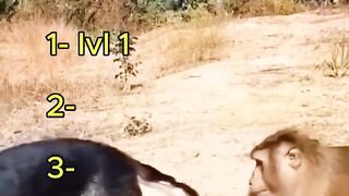 THIS DOG & MONKEY DUO IS ABSOLUTELy crazy 🤣🐕🐒