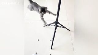Naughty Cats 3