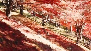 Keindahan alam Negeri Dongeng Sakura Japan