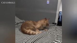 Secret Cat Life