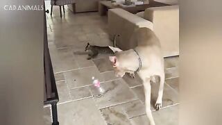Unstable Cats