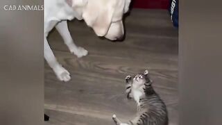 Quirky Cats