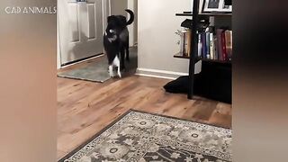 Psycho Cats